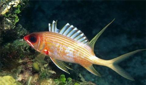 飞瓜吃小鱼,一场生态平衡的奇妙冒险