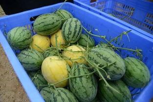 郓城吃瓜群,揭秘民间舆论场的热辣瞬间