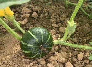 吃瓜潮风,揭秘网络热议背后的秘密