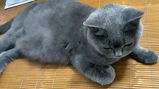 带你吃瓜花猫,带你领略“吃瓜花猫”的独特魅力