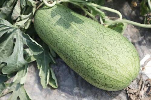 吃蜜瓜崩满墙,丰收景象映满墙