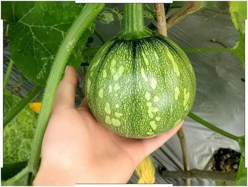 河南济源吃瓜视频,一场全民围观的热闹盛宴