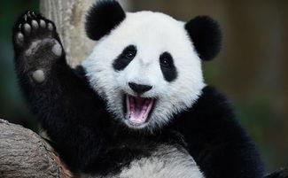 吃瓜群众熊猫图,萌态十足，揭秘网红熊猫的日常趣事