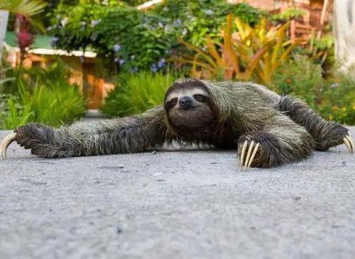 歪嘴吃瓜的动物,揭秘独特食性背后的趣味故事