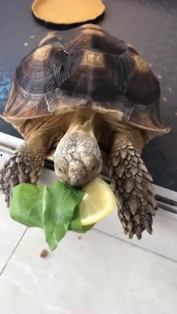 乌龟吃不吃蜜瓜,揭秘乌龟是否爱吃蜜瓜