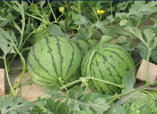 永康世贸吃瓜事件,一场引发热议的街头冲突